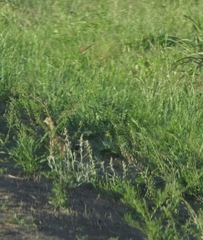 Rhynchotus rufescens