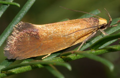 Delexocha ochrocausta