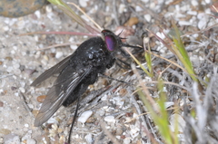 Fidena