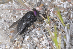Fidena