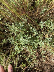 Atriplex semibaccata