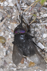 Fidena