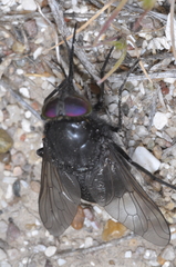 Fidena