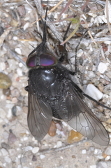 Fidena