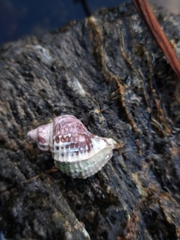 Trophon geversianus