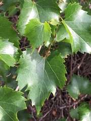Vitis monticola