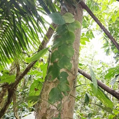 Monstera spruceana