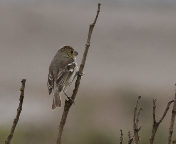 Drab Seedeater