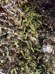 Herzogiella turfacea