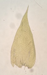 Herzogiella turfacea