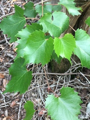 Vitis monticola