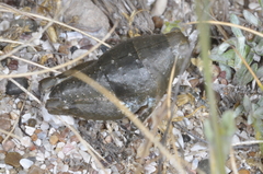 Bufonacris