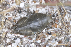 Bufonacris