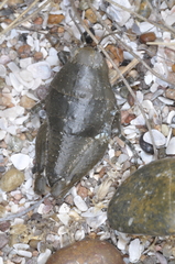 Bufonacris