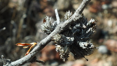 Tillandsia pedicellata