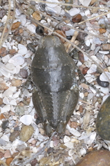 Bufonacris