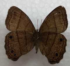 Yphthimoides renata