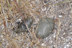 Bufonacris