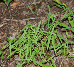 Dichanthelium dichotomum
