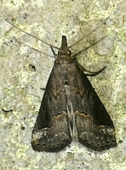 Schrankia taenialis