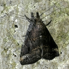 Schrankia taenialis