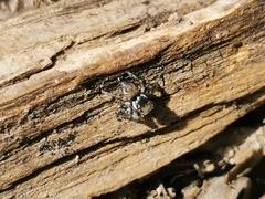 Maratus ottoi