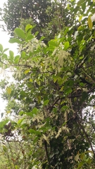 Homalium cochinchinense