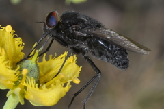 Fidena
