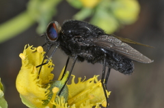 Fidena