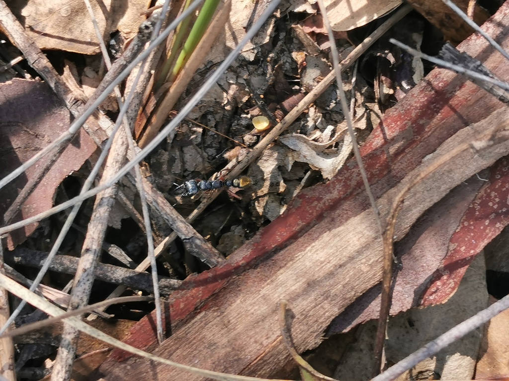 Mandibularis-group Bull Ants from Buccan QLD 4207, Australia on October ...