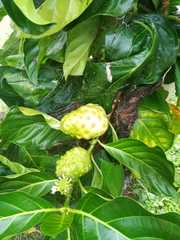 Morinda citrifolia image