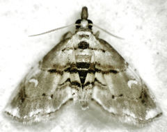 Trichophysetis