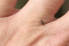 Chilacis typhae