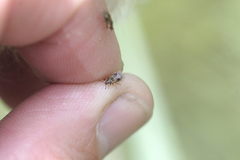 Chilacis typhae