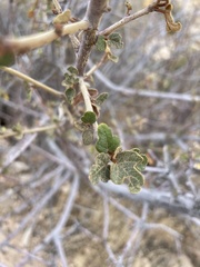 Fremontodendron