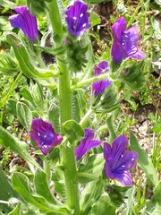 Echium