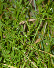 Galium obtusum
