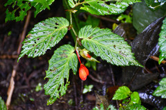 Begonia longirostris