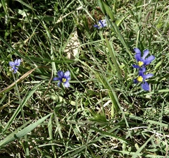 Sisyrinchium pruinosum