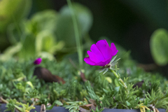 Portulaca grandiflora