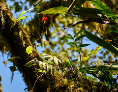 Epidendrum cochlidium