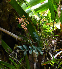 Epidendrum spathatum