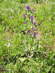 Echium