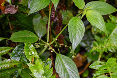 Klaprothia mentzelioides