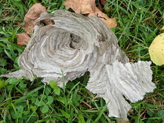 Dolichovespula media