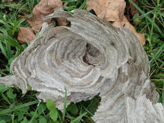 Dolichovespula media