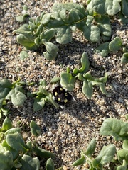 Jaborosa magellanica