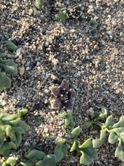 Jaborosa magellanica