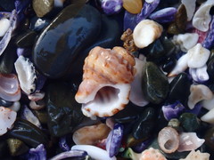 Turritriton labiosus