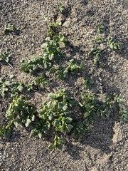 Jaborosa magellanica